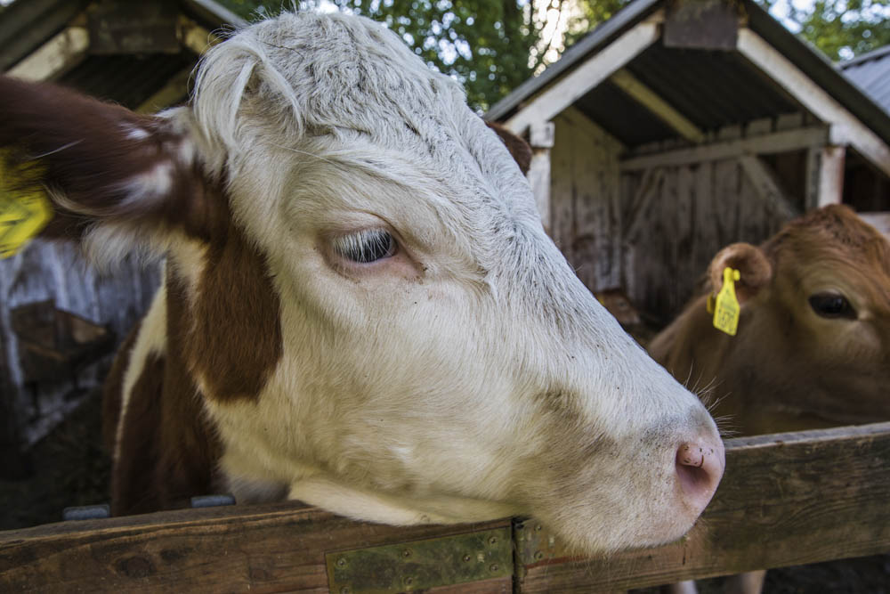 Osada Burego Misia kor