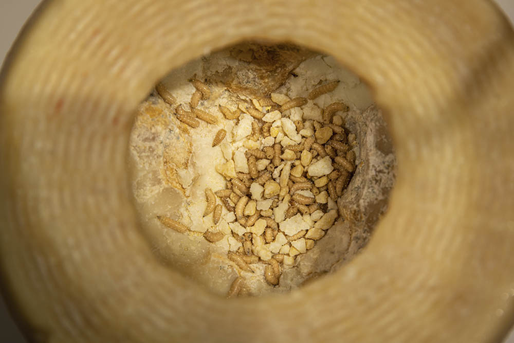 Disgusting Food Museum, Malmö. Casu Marzu