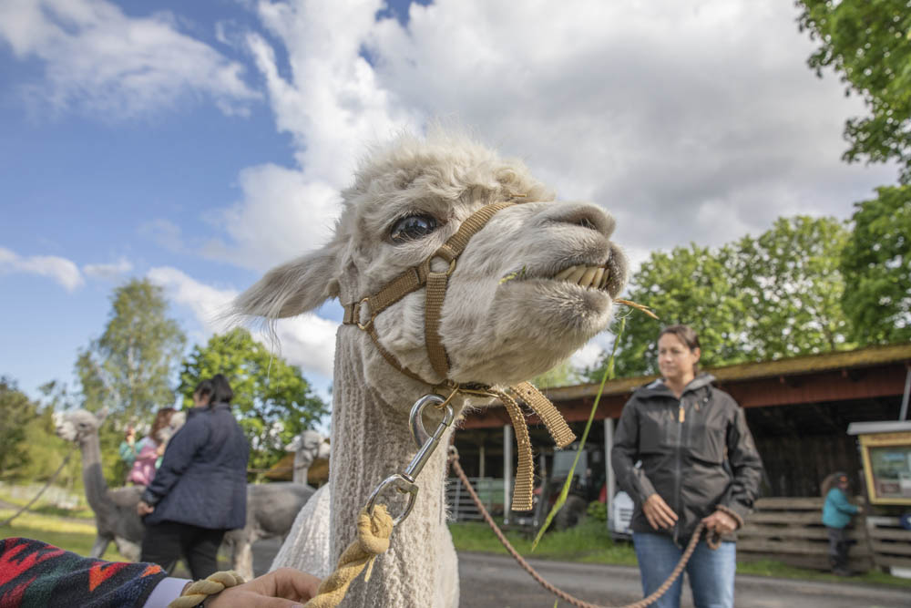 Promenera med alpackor.