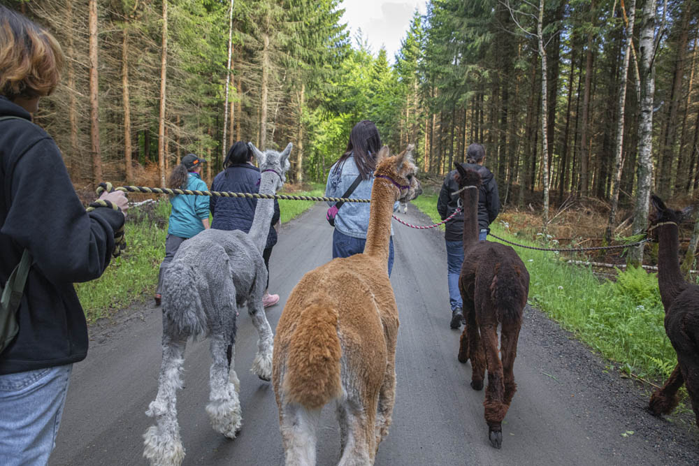 Promenera med alpackor.