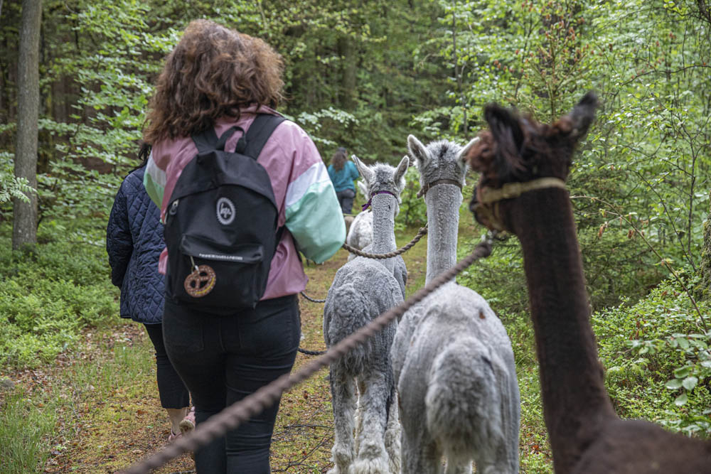 Promenera med alpackor.