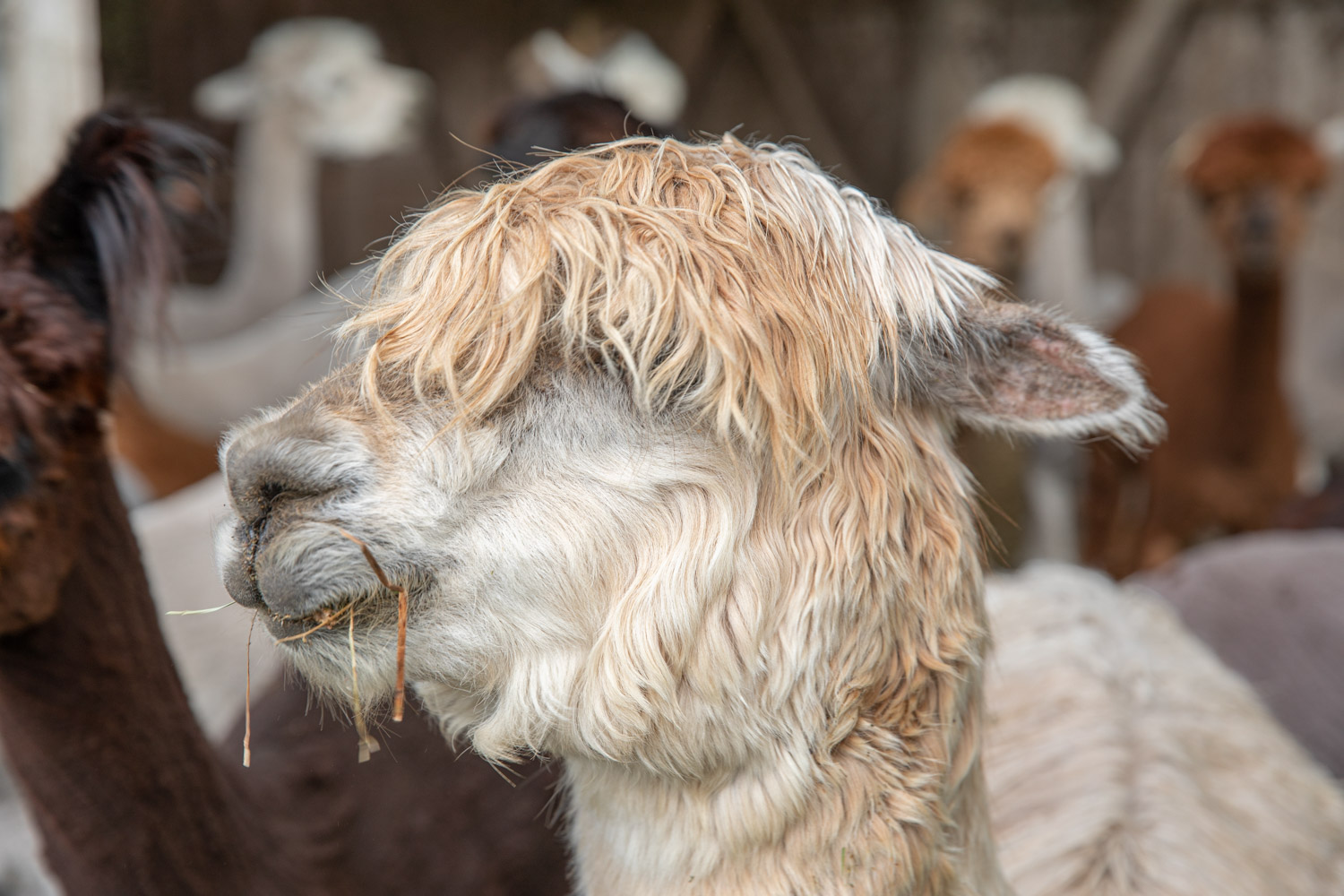 En vit alpacka med lite längre, krusigt hår i ansiktet så att den påminner om en surfare.