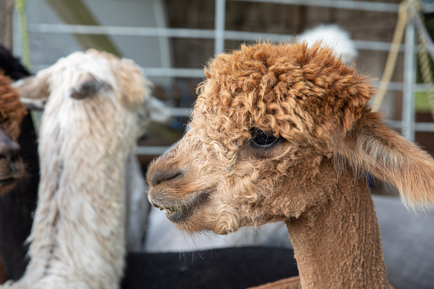 Flera alpackor men endast en väldigt söt med brun ull är i fokus. Den har stora ögon och ser väldigt ung ut.