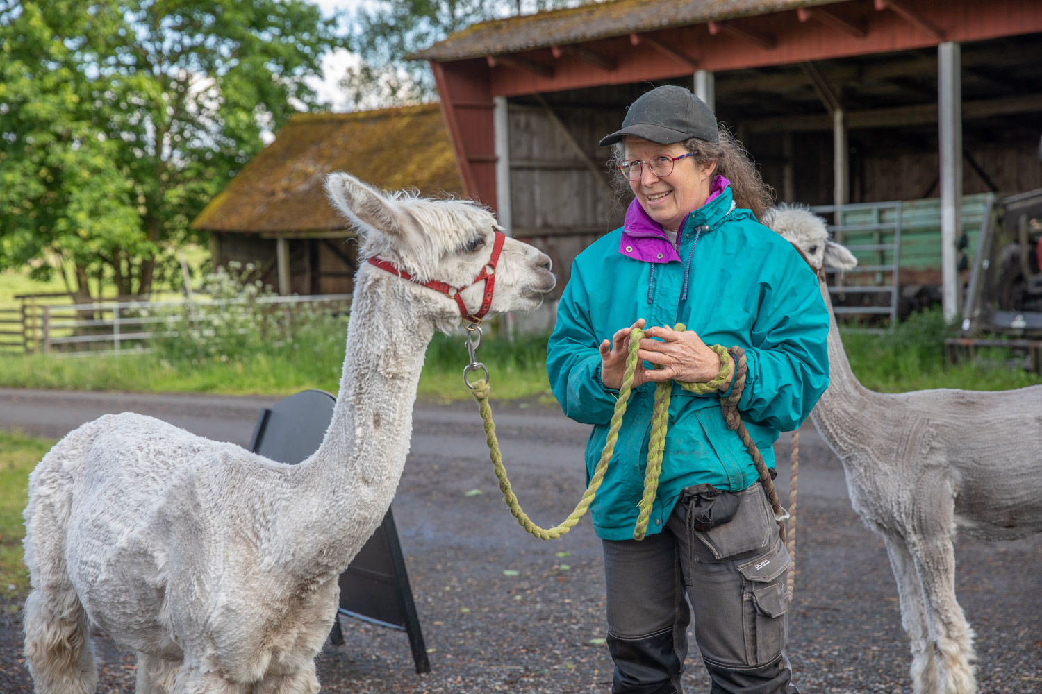Jacqueline, ägare av farmen, står med två alpackor i koppel.