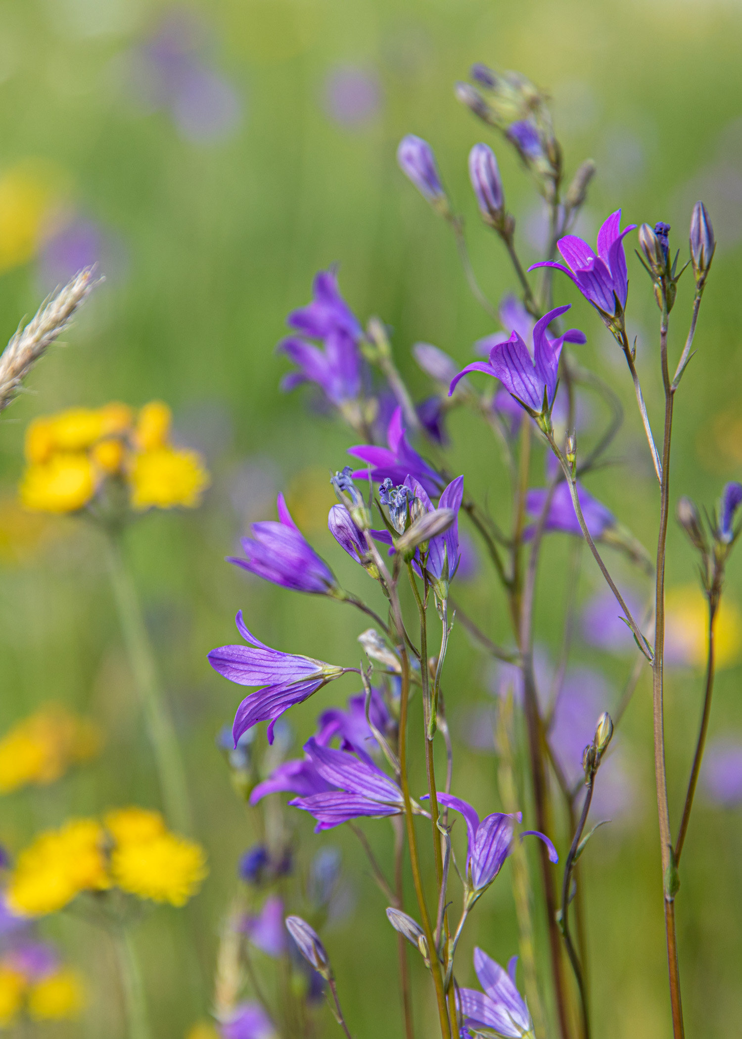 Ängsklockor i fokus på en äng.