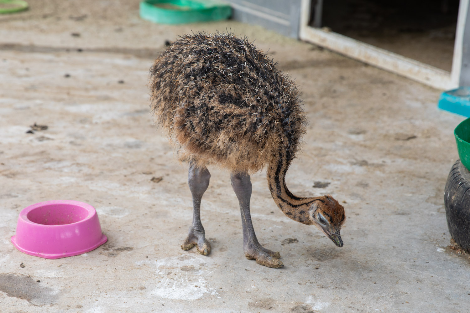 En bebisstruts med ullig fjäderdräkt