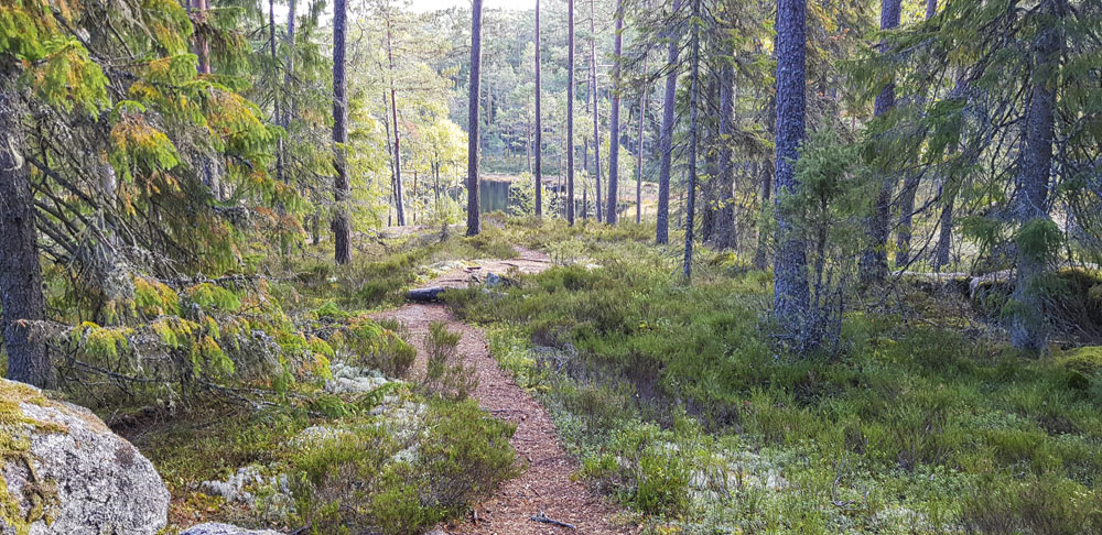 Signaturled Tiveden. Fotograf: Sofie Jorsell.