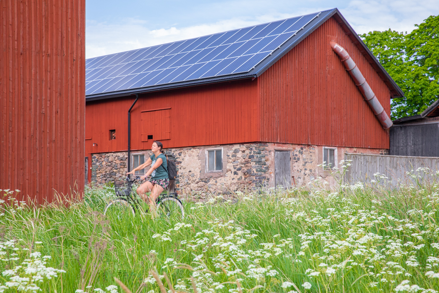 En kvinna cyklar på väg som inte syns bakom ängen med mycket hundkex. I bakgrunden syns två faluröda byggnader.