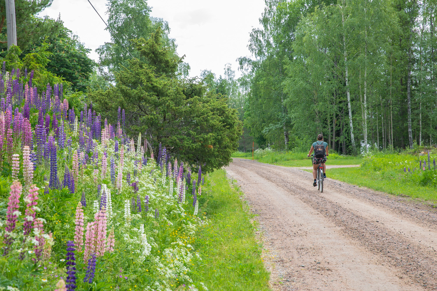 En kvinna cyklar på en bred grusväg omgiven av gröna träd och ängar med blomsterlupiner.