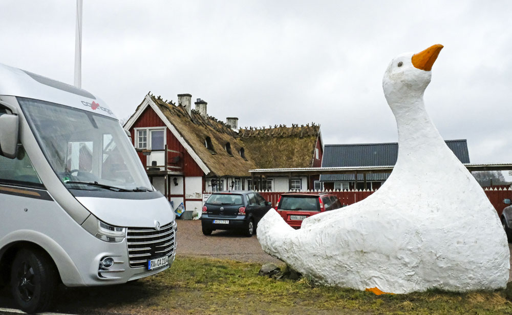 Full gas på gåsen i Bialitt.