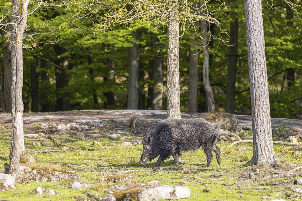 Vildsvin, Eriksberg.