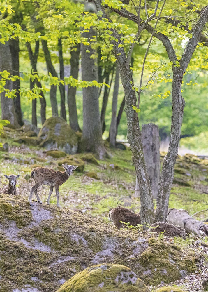Mufflonfår, Eriksberg.