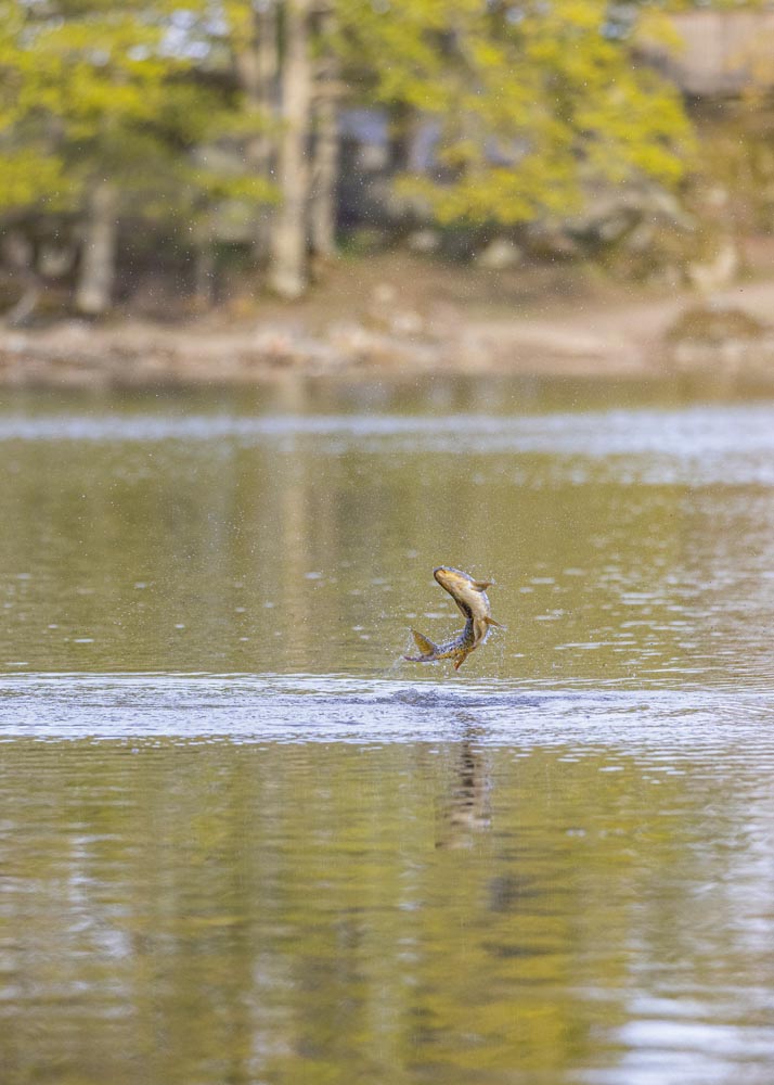 Hoppande Karp, Eriksberg.
