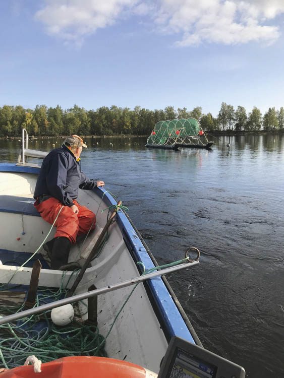 Fiske efter Kalixlöjrom