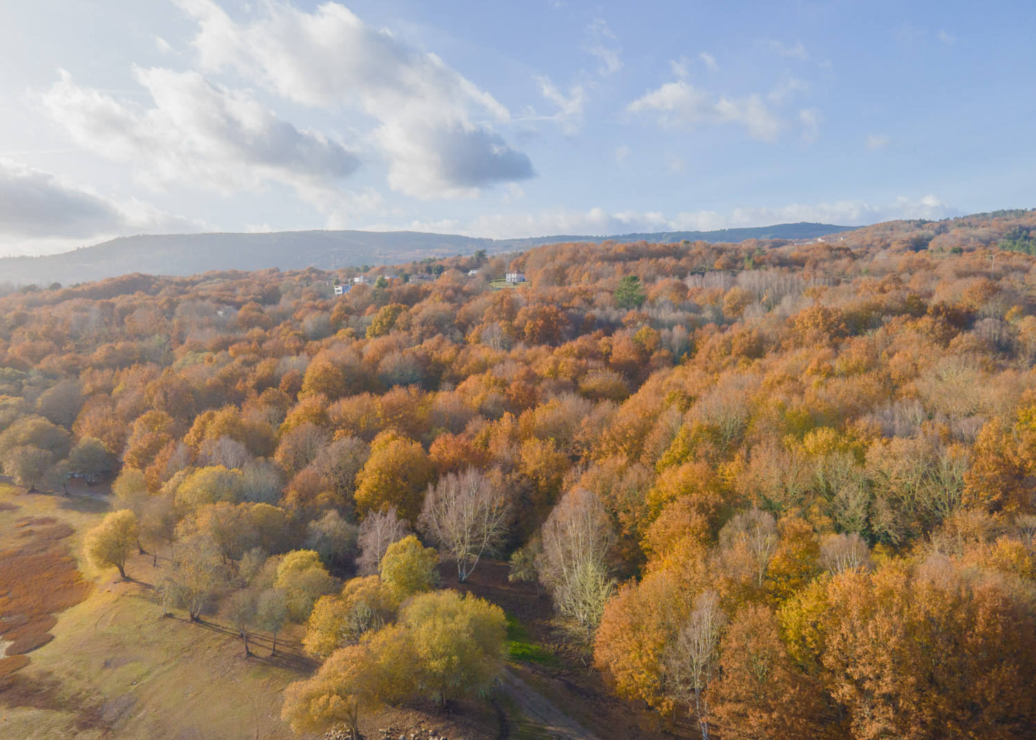 Vackra höstfärger i en skog sedd uppifrån.