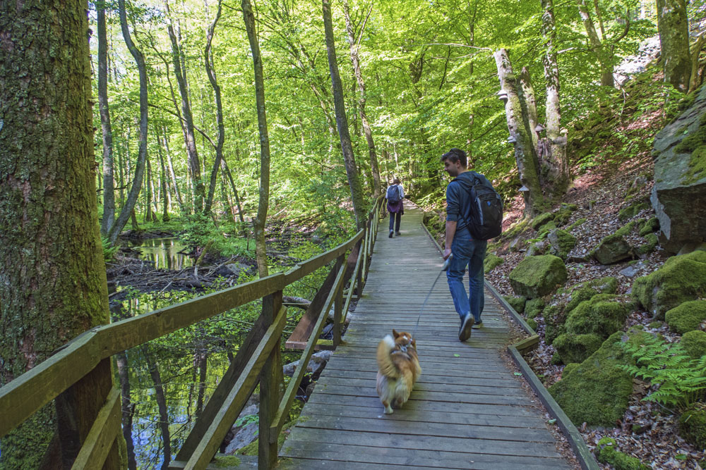 Tillgänglighetsanpassad spång vid Skäralid. Hundar är välkomna i nationalparken, bara de är kopplade.