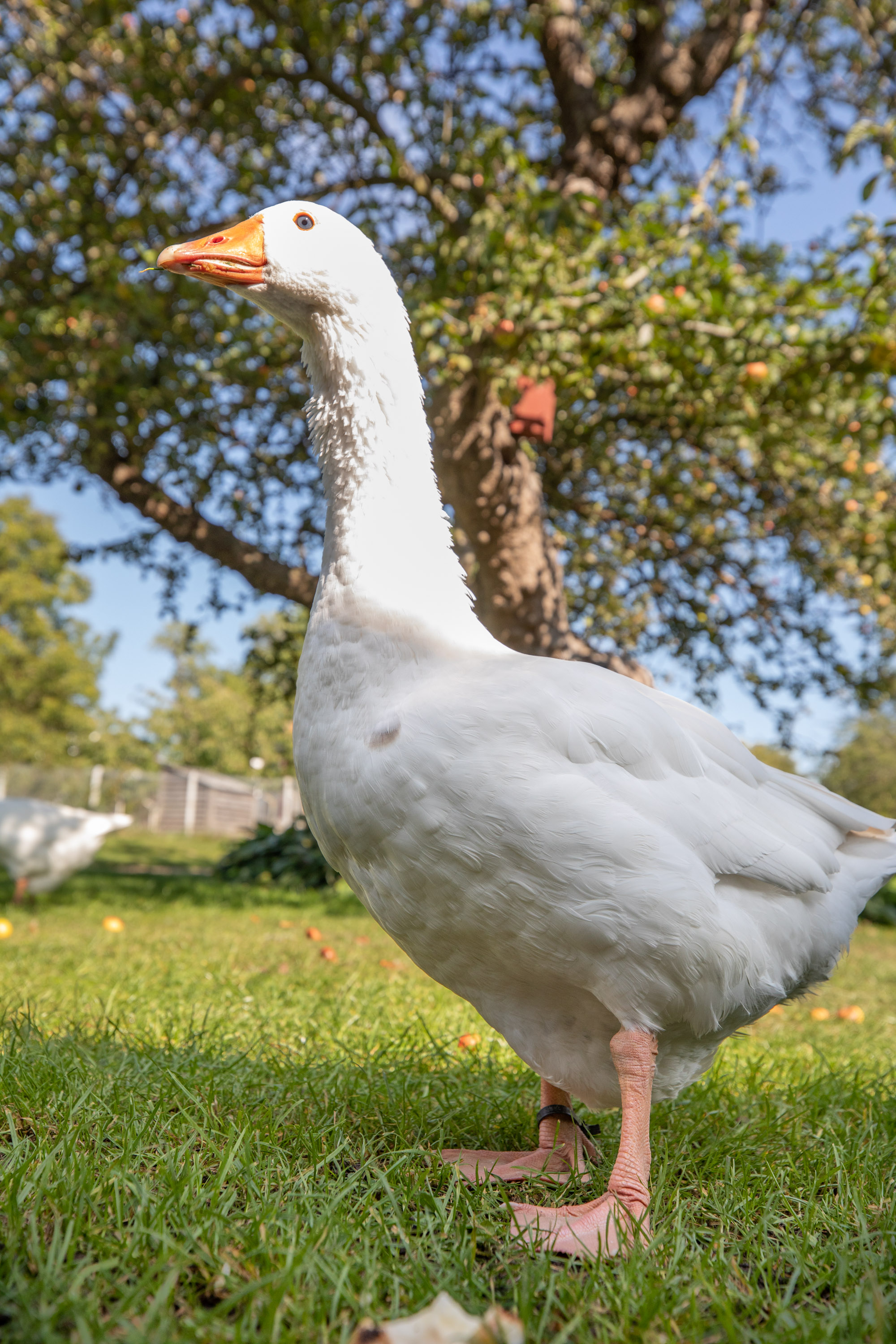 Johannes Larsen-museet, Kerteminde.