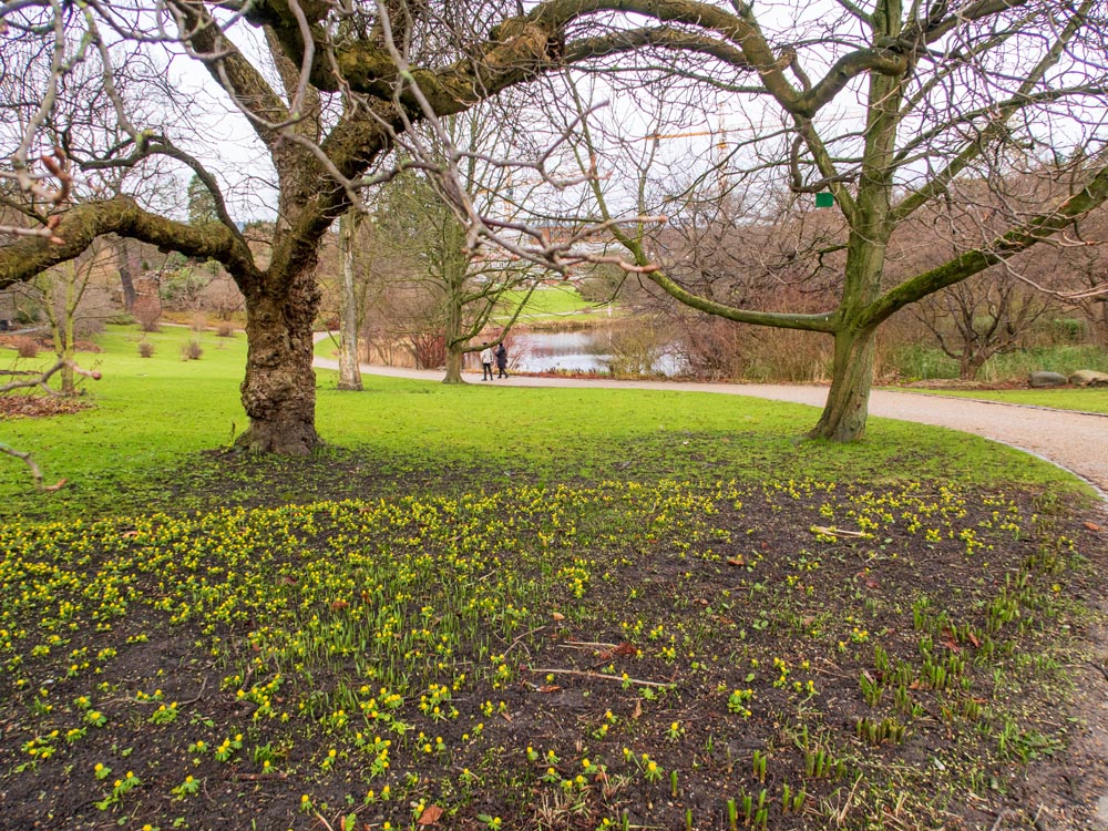 Botaniska trädgården, Köpenhamn.