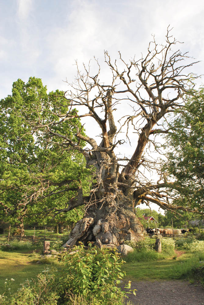 Kvilleken, Vimmerby.