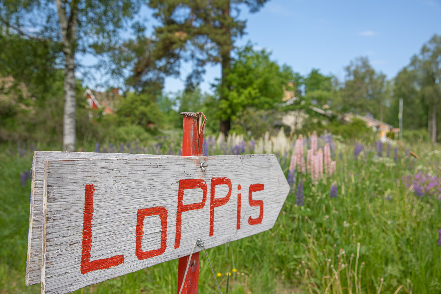 Hemmagjord skylt med ordet loppis textat på med röda bokstäver. Skylten står vid en liten äng.