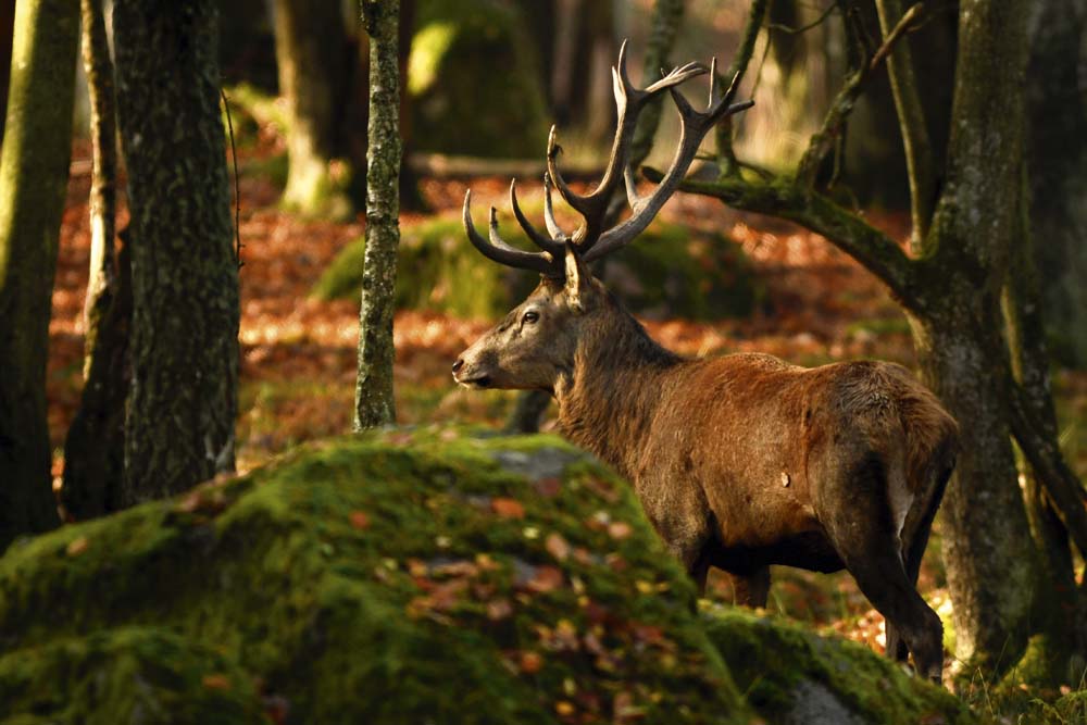 Eriksberg, Trensum, Karlshamn.