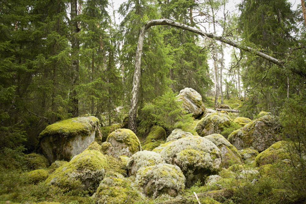 Norra Kvill nationalpark.