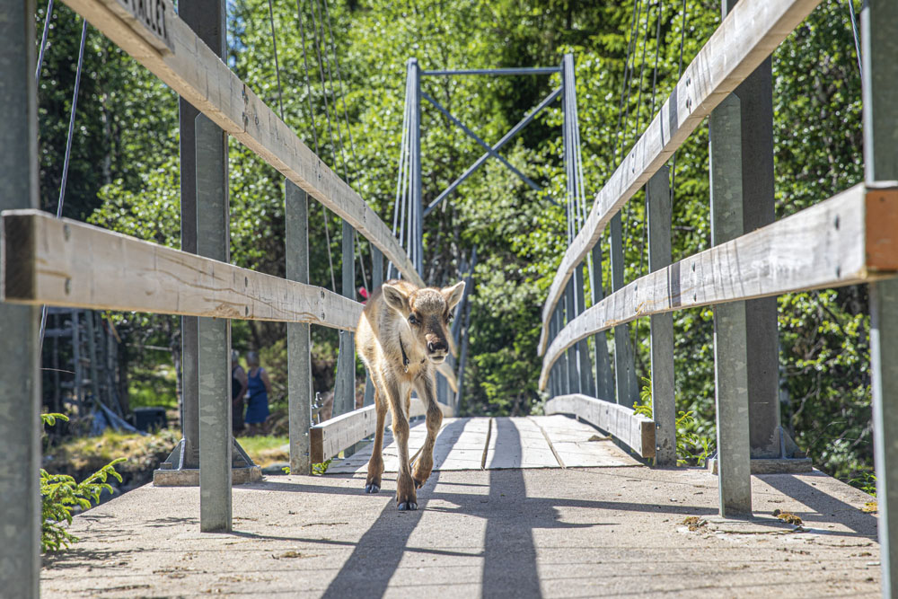Renbiten, Grövelsjön, Dalarna.