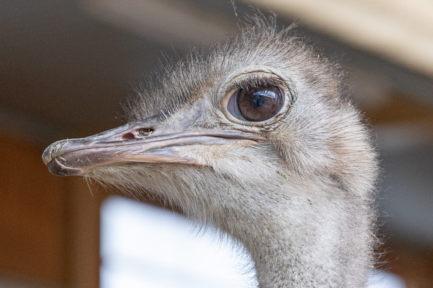 En struts i närbild med ett väldigt stort öga.