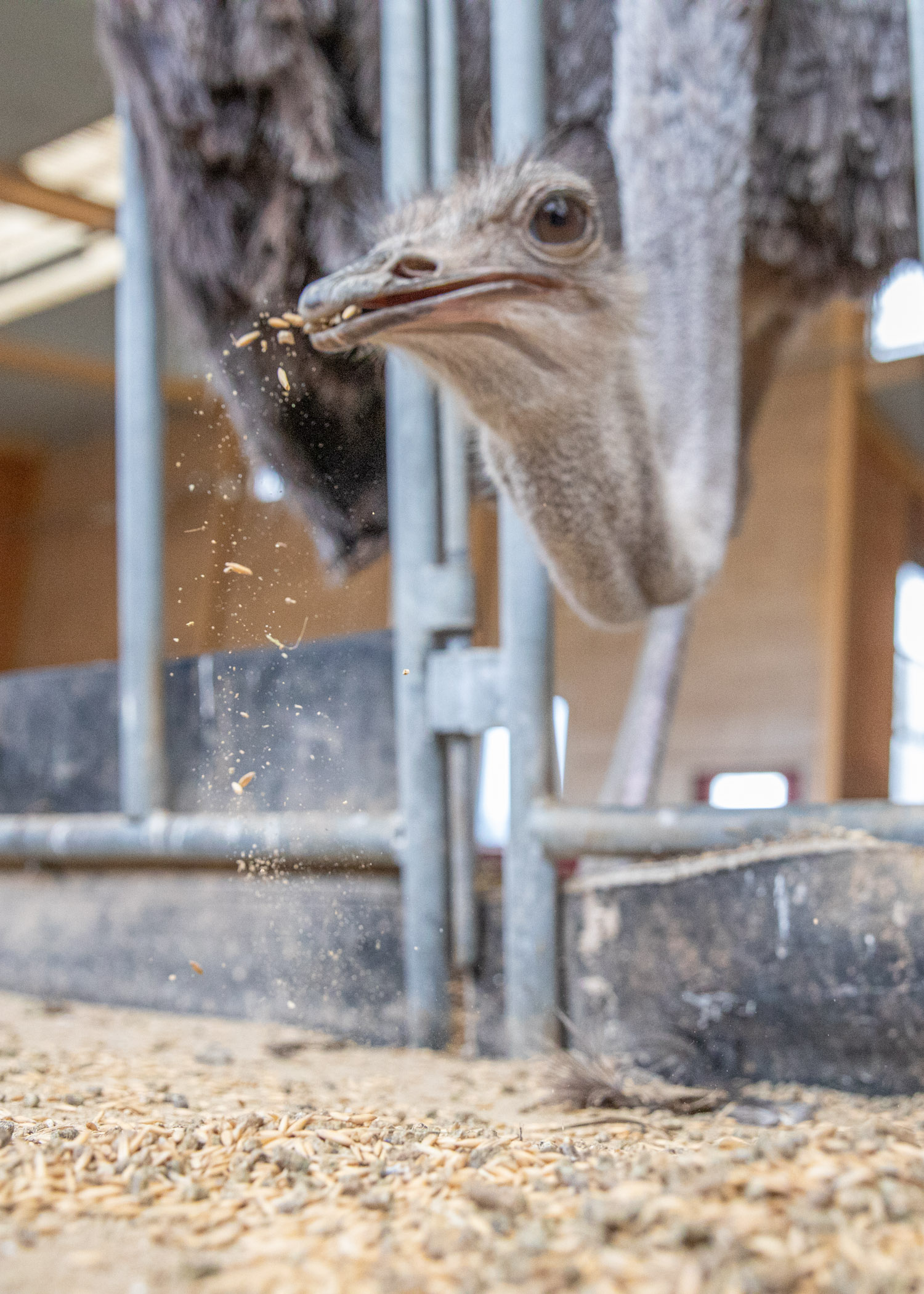 Närbild på struts som äter