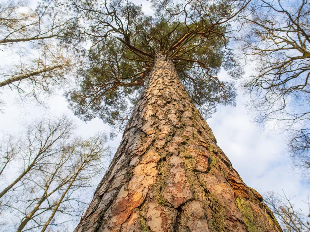 I Åsnens nationalpark finns sällsynta, höga och märkvärdiga tallar.