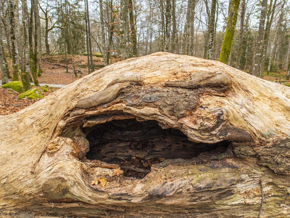 En skogsgroda, eller?