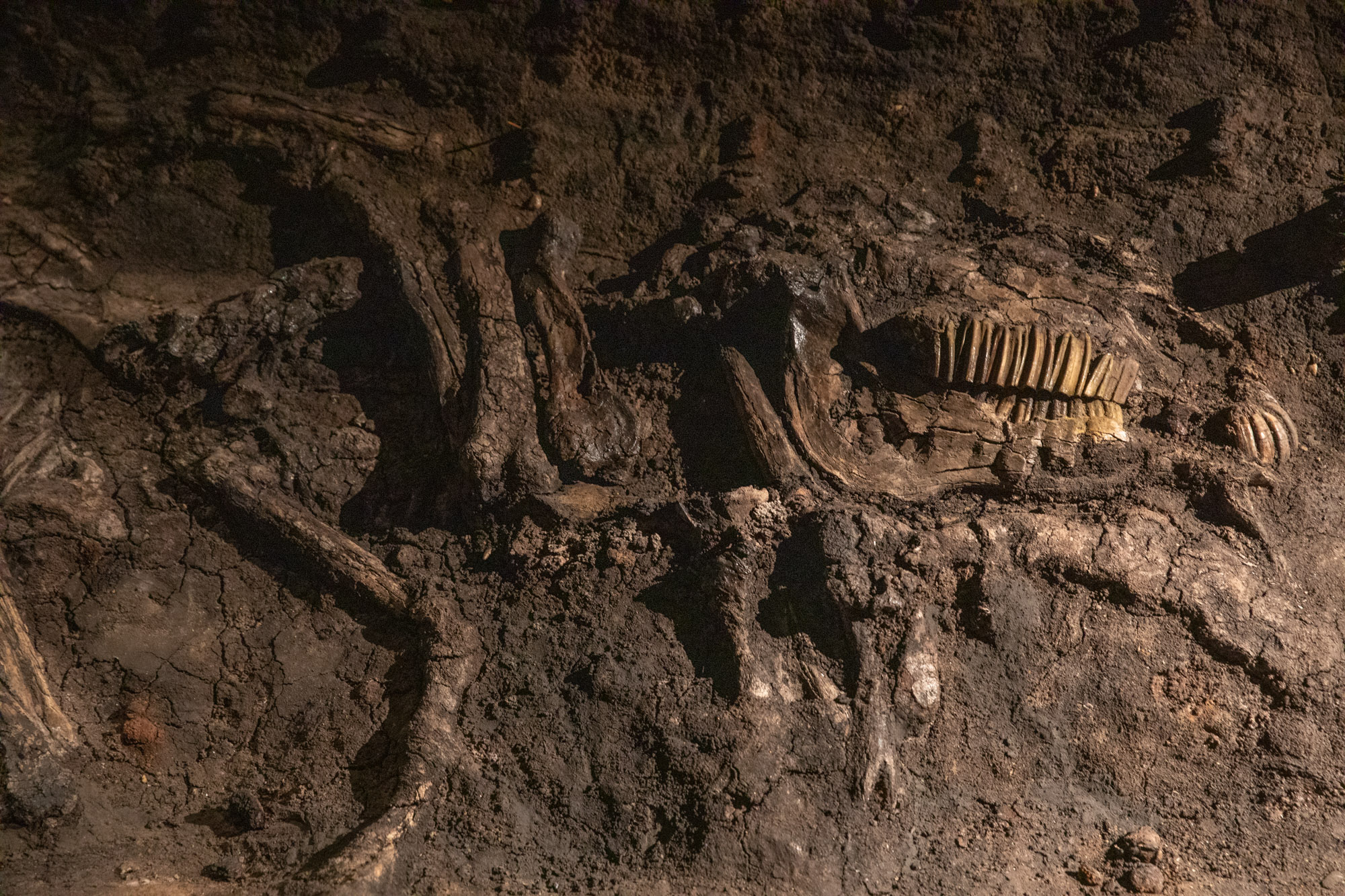 Vikingemuseet Ladby, Kerteminde.